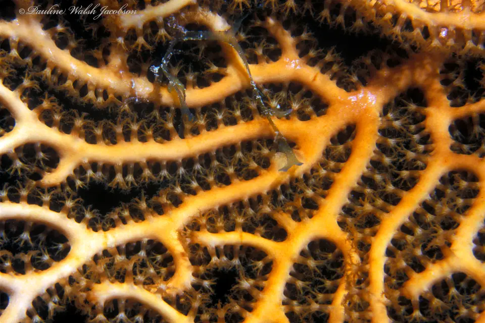 Tall coral formations rising from a white sand seabed in very clear blue water