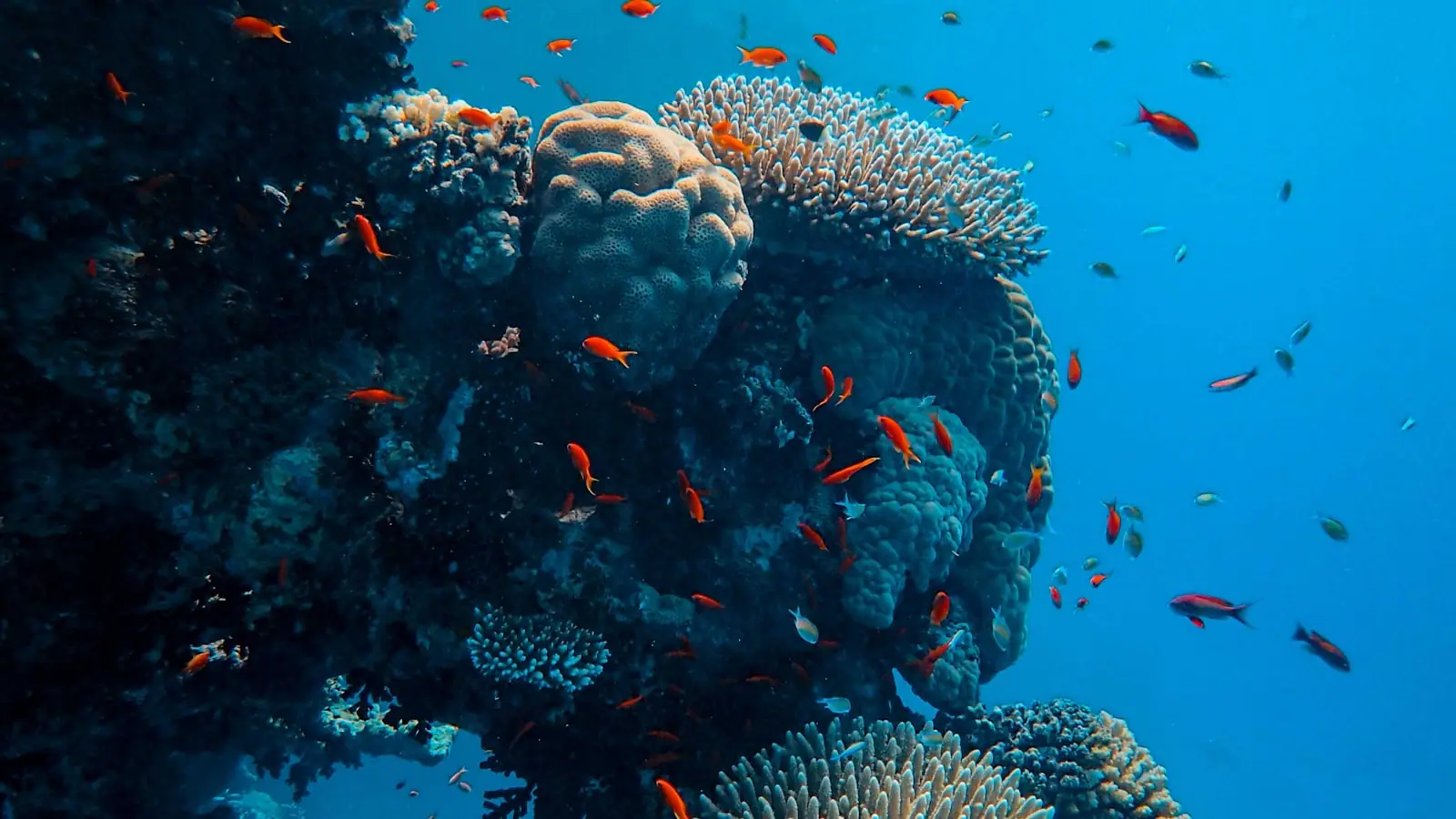 Snorkelers floating above a shallow coral head in clear turquoise water off a Caribbean reef